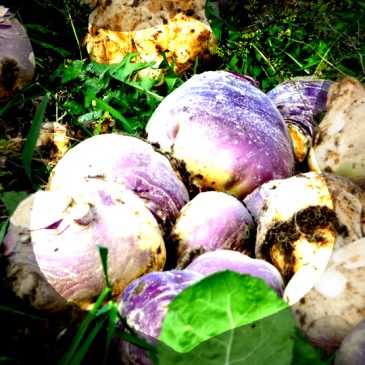 Building Resilience: Don’t Get Blood on the Turnips