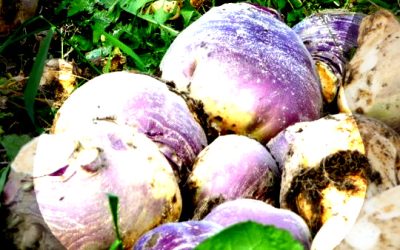 Building Resilience: Don’t Get Blood on the Turnips