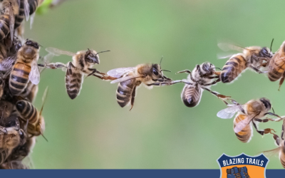 Swarm and Solve: Build a Culture of Continuous Improvement