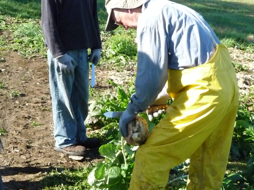 picking rutabagas